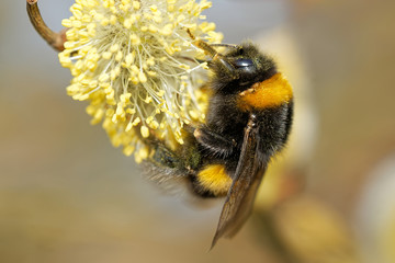 Dunkle Erdhummel