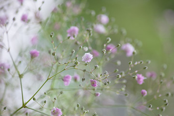 zartes Schleierkraut