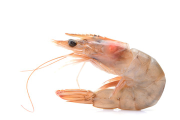 Shrimps on a white background