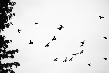 Vögel vor weißem Hintergrund 