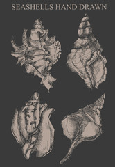 Vector tropical sea shells. Seashell set isolated.Hand drawn illustrations of engraved line.Collection of sketches various mollusk sea shells different forms.Sea shell, mollusk,sea shell,nautilus