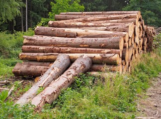 Borkenkäferplage - Gerodete Fichtenbäume lagern abgestützt im Wald