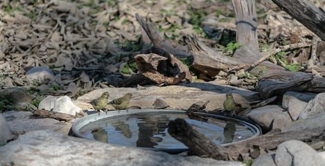 Gossip at the watering hole