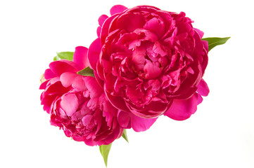 beautiful peony flowers © lesslemon