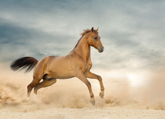 Beautiful wild stallion running on a wild