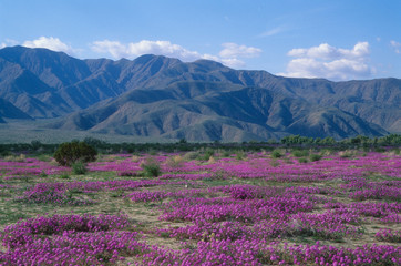 Fototapeta na wymiar Purple Wildflowers in the Anza Borrego Desert California