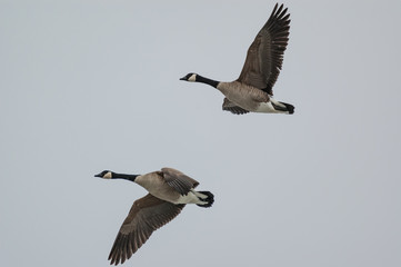 Obraz premium Two Canada Geese in Flight