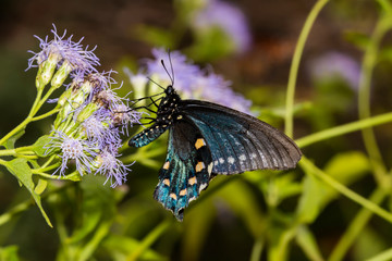 Pipevine Swallowtail Butterfly (Battus philenor)
