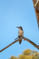 Hairy woodpecker perched on a branch