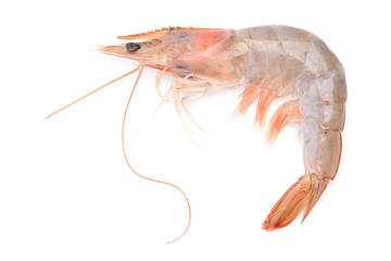 Shrimps on a white background