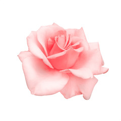 Obraz premium beautiful pink rose