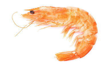 Shrimp on white background