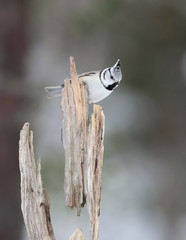 crested tit