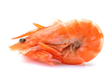 Shrimp on white background