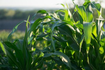 young corn bushes in a field