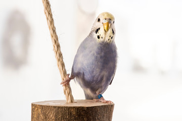 Budgerigar sitting questioningly on a piece of wood on the string and looking into the camera