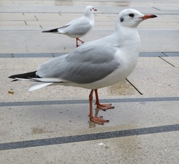 seagull on wet ground