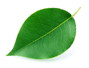 Fototapeta na wymiar Pear leaf isolated on a white background with clipping path. One of the best isolated pears leaves that you have seen.