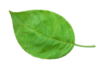 Apple leaf isolated on a white background with clipping path. One of the best isolated apples leaves that you have seen.