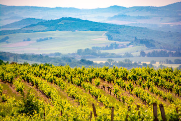 French vineyards