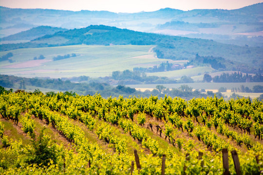 French vineyards