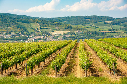 Vineyards in France