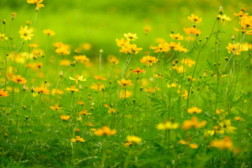 コスモス・花・緑・高原