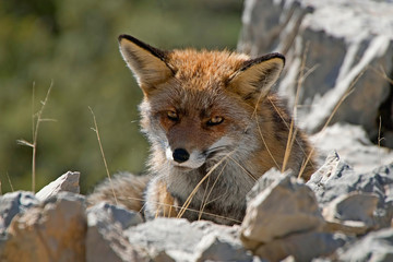 Zorro común, en la sierra de Cazorla, Segura y Las Villas.