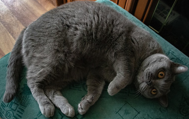 Britisch Kutzhaar Katze