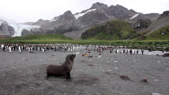 Southern fur seal surrounded by penguins