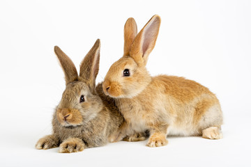 Naklejka na ściany i meble Cute pair of young baby Flemish Giant rabbits, natural grey and sandy colour, isolated on white background.