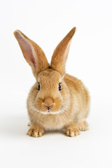 Cute young baby Flemish Giant rabbit, colour sand, isolated on white background.