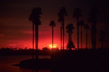 Bright red sunset with palm trees over Mission Bay, San Diego, California