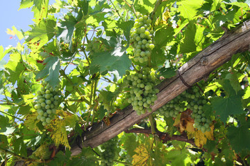 Clusters of green grapes in the garden, Balchik, Bulgaria.