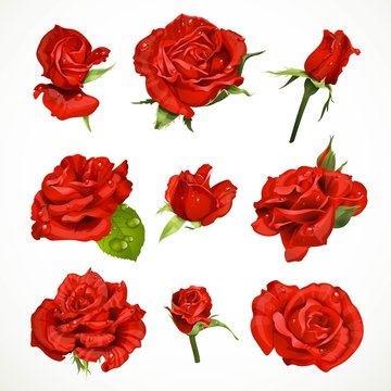Red roses set isolated on a white background