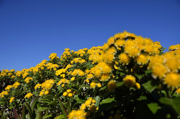 イソギクと青空