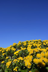 イソギクと青空