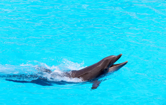 Dolphin © fotolik24