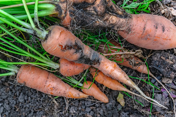 Damage to carrots caused by the larva of the carrot fly. Protect the pests of the garden