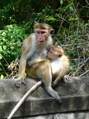 Obraz premium En liberté