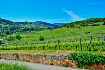 Alsace wine route
