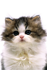 子猫の顔のアップ