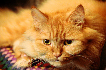  The cat is watching.