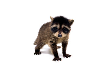 アライグマの子供