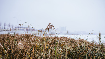 Grass in winter