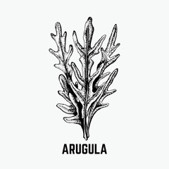 Vector hand sketched illustration of arugula.