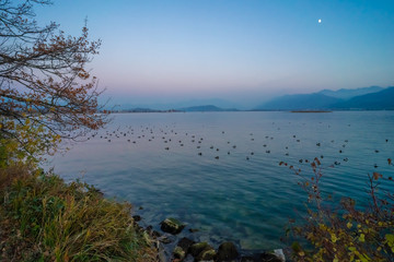 Landscapes along the shores of the Upper Zurich Lake (Obersee) with large colonies of duck sleeping on the waters, near Rapperswil, Sank Gallen, Switzerland