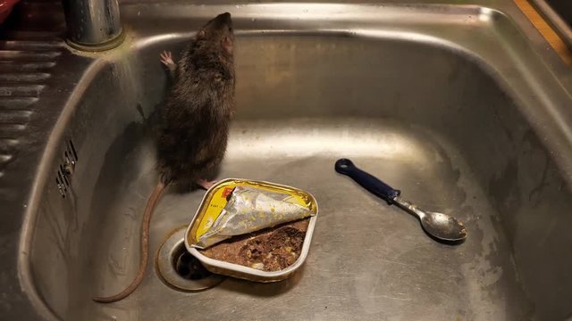 Ratten in der Sp&uuml;le einer K&uuml;che fressen und rennen in der K&uuml;che, mehrere Szenen, mit Ton