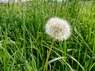 dandelion in grass