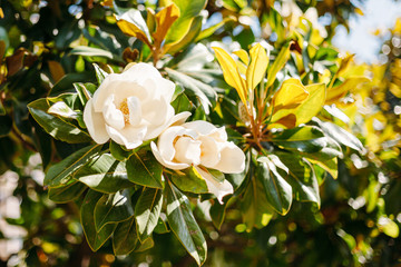 Magnolia large-flowered blooms in summer